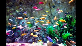 Fish  water  natural  tourism  world  Travel  Asian  Ossian  prettylitter [upl. by Handbook]