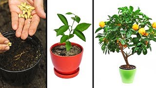 15 PLANTS YOU CAN EASILY GROW IN YOUR OWN KITCHEN [upl. by Teragramyram]