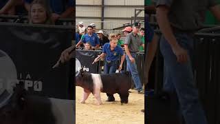 Even when these Livestock kids Lose They still Win Karis and Smack Down at CYAE Livestock Show [upl. by Netsirhc285]