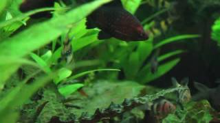 Black ruby barbs Pethia nigrofasciata [upl. by Borer]