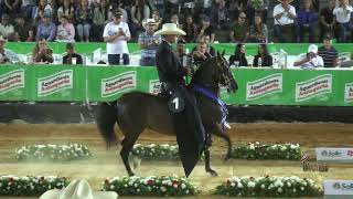 Mixtura de la Betulia bajo la monta de Jimmy Espino GC Trocha ExpoAsocaba 2023 [upl. by Nedyrb]