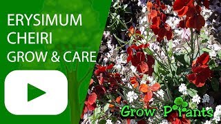 Erysimum cheiri  grow amp care Wallflowers plant [upl. by Droflim237]