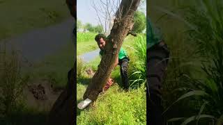 Why did they cut the tree🤔Wait for end😆😂funny comedy reels shortsyoutube shortsvideo [upl. by Oilcareh]