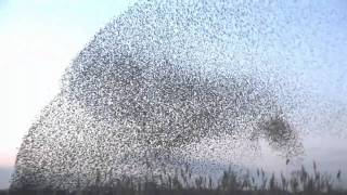 amazing starlings murmuration full HD [upl. by Mcgannon]