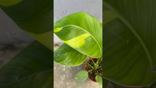 strelitzia nicolai variegated philodendron plants collection greenhouseproject gardengreenhouse [upl. by Anahcra]