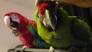 talking military and green winged macaw parrot [upl. by Clapper395]