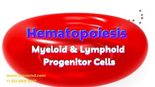 Hematopoiesis  Myeloid and Lymphoid Progenitor Cells Explained In Detail [upl. by Wesle]