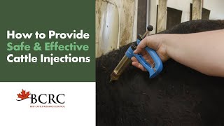 How to provide safe and effective cattle injections [upl. by Ahseuqal]