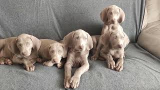 8 weeks  Weimaraner pups [upl. by Aikel]