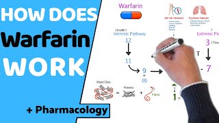 How does Warfarin Work  Pharmacology [upl. by Yelak434]