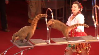 Circus The show of different animals Цирк Шоу разных животных [upl. by Avner]