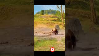 Antelope counters lion Animal Combat Power Competition Animal World Highlights [upl. by Heeley307]