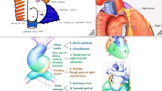 Heart Development amp Right Atrium Anatomy Deep Concept Quick Revision University Exam [upl. by Noira]