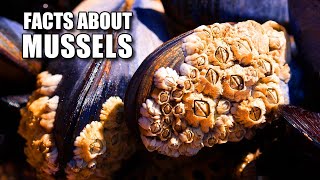 Marine Mussel Facts the quotTruequot Mussels 🦪 Animal Fact Files [upl. by Ynetruoc558]