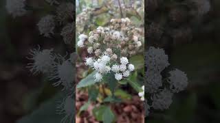 Snakeroot blooming mid November ￼ [upl. by Orose849]