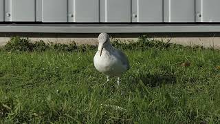 Zilvermeeuw Larus argentatus Benthuizen [upl. by Merla]