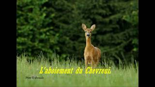 Aboiement du chevreuil [upl. by Cire]