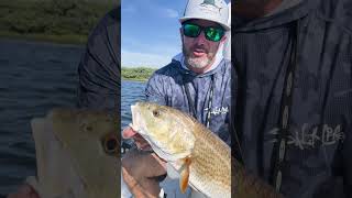 Check out this beautiful redfish catch [upl. by Ylro340]