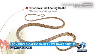 Leonardo DiCaprio names new snake species after his mother [upl. by Joselyn753]