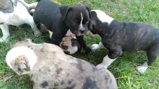 Alapaha BlueBlood Bulldog puppies [upl. by Colligan]