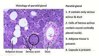 Exploring the Histology of the Parotid Gland [upl. by Madalena801]