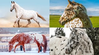 The Appaloosa Horse A Spotted Legend of Beauty and Strength [upl. by Chabot]