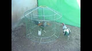 gamefowl training aseel treatment fastest asil [upl. by Freeborn]