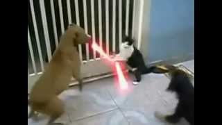 Jedi Cat with lightsabers  Fights off Dogs [upl. by Erdne389]