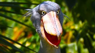 Shoebill Stork – Prehistoric Dinosaur Looking Bird [upl. by Akemrehs]