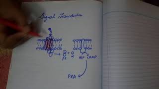 signal transductioneasy explanation part 1 [upl. by Lrak]