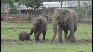 Unique Play Styles Sai Fon and Lek Leks Elephant Ball Roll [upl. by Kristi]