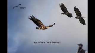 White Tailed Eagle Return to England and breed for the first time in 240 years [upl. by Ananna]