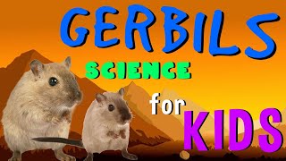 Gerbils  Science for Kids [upl. by Ocirred119]