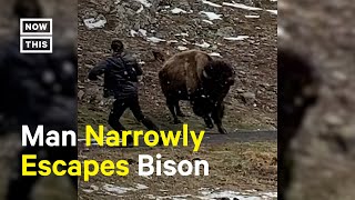 Bison Charges Man for Getting Too Close 😳 [upl. by Yliram]