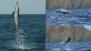 Acrobatic jumps of dolphins [upl. by Morehouse721]