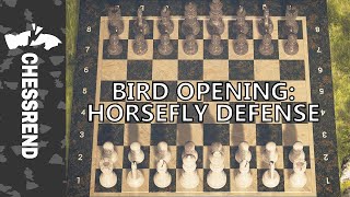 Bird Opening Horsefly Defense Shorts [upl. by Igic]