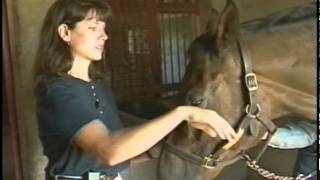 Head Injuries in Horses [upl. by Beach]