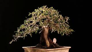 Bonsai Elaeagnus Pungens 021939 [upl. by Burkhardt]