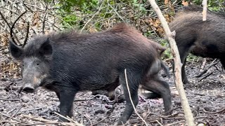 CRAZIEST WILD BOAR HUNT EVER CHARGED BY BOAR AND HAD TO MAKE A DECISION [upl. by Esiuolyram]