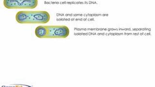 Bacterial sporulation [upl. by Musser170]