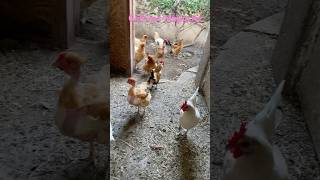 Impresionantes gallinas Mapuches [upl. by Streeter238]