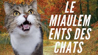 Le Miaulement Des Chats Et Chatons [upl. by Asiulana687]