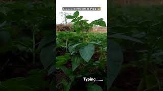 shotrs nature kishanlife viralvideo kishan farming kishanvlog green minivlog Amitmr [upl. by Annehsat]