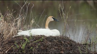 For the Birds  Trumpeter Swan [upl. by Ainomar488]