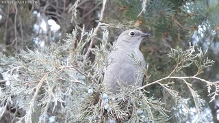 Bluegrey Gnatcatcher foraging and preening [upl. by Jonah334]