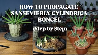 HOW TO PROPAGATE SANSEVIERIA CYLINDRICA BONCELSTEP BY STEPGUIDE FOR BEGINNERS [upl. by Abigael]