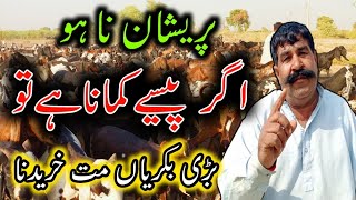 Make Your Own Goat Farm In Very Low Investment How To Start Goat Farming in Pakistan [upl. by Redyr568]