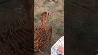 francolin birds callingpartridge bird talking [upl. by Akit]