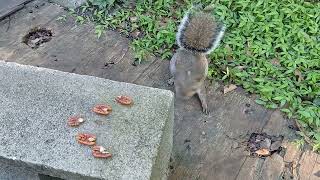 Squirrel quotLock Jawquot Was Watching Me amp Wanted Pecans [upl. by Guglielmo]