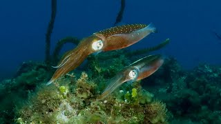 Diving in Ocho Rios Jamaica [upl. by Lilhak]